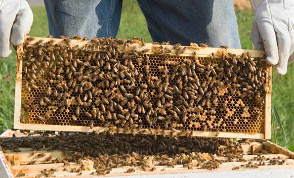Hilton Honey Bees