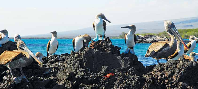 brown-pelican-on-volcanic-rock-in-galapagos