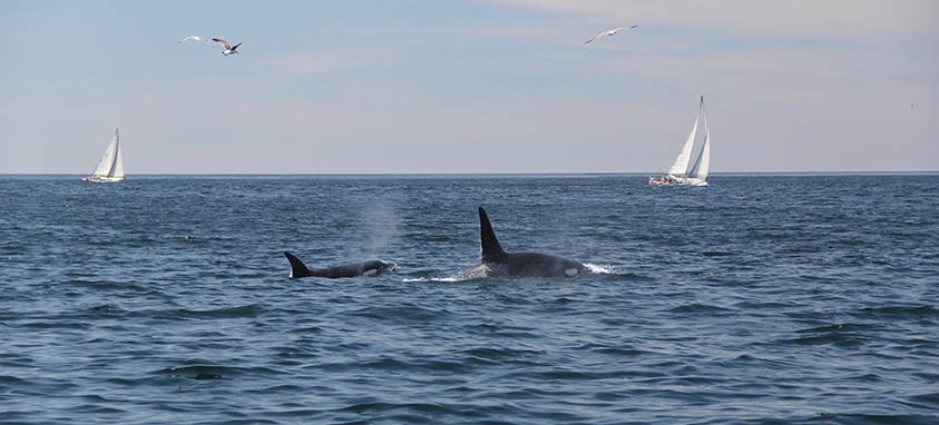Monterey-Bay-Orcas
