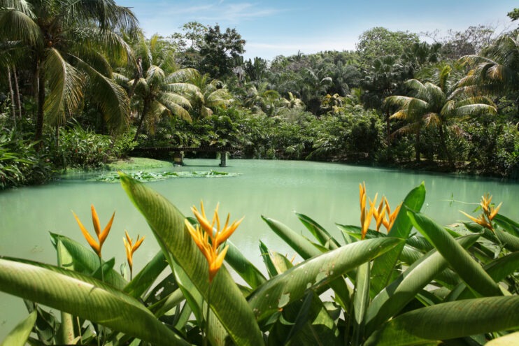 A lagoon surrounded by vegetation and birds of paradise flowers in the Caribbean.
