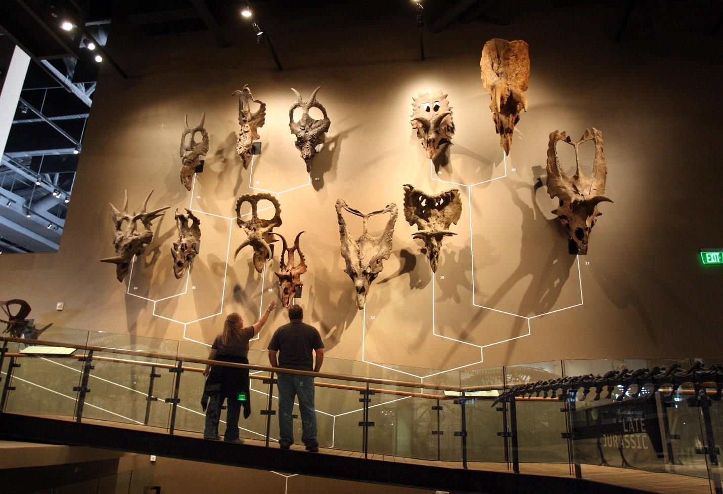 A wall display showing several different Triceratops skulls at the Natural History Museum of Utah.