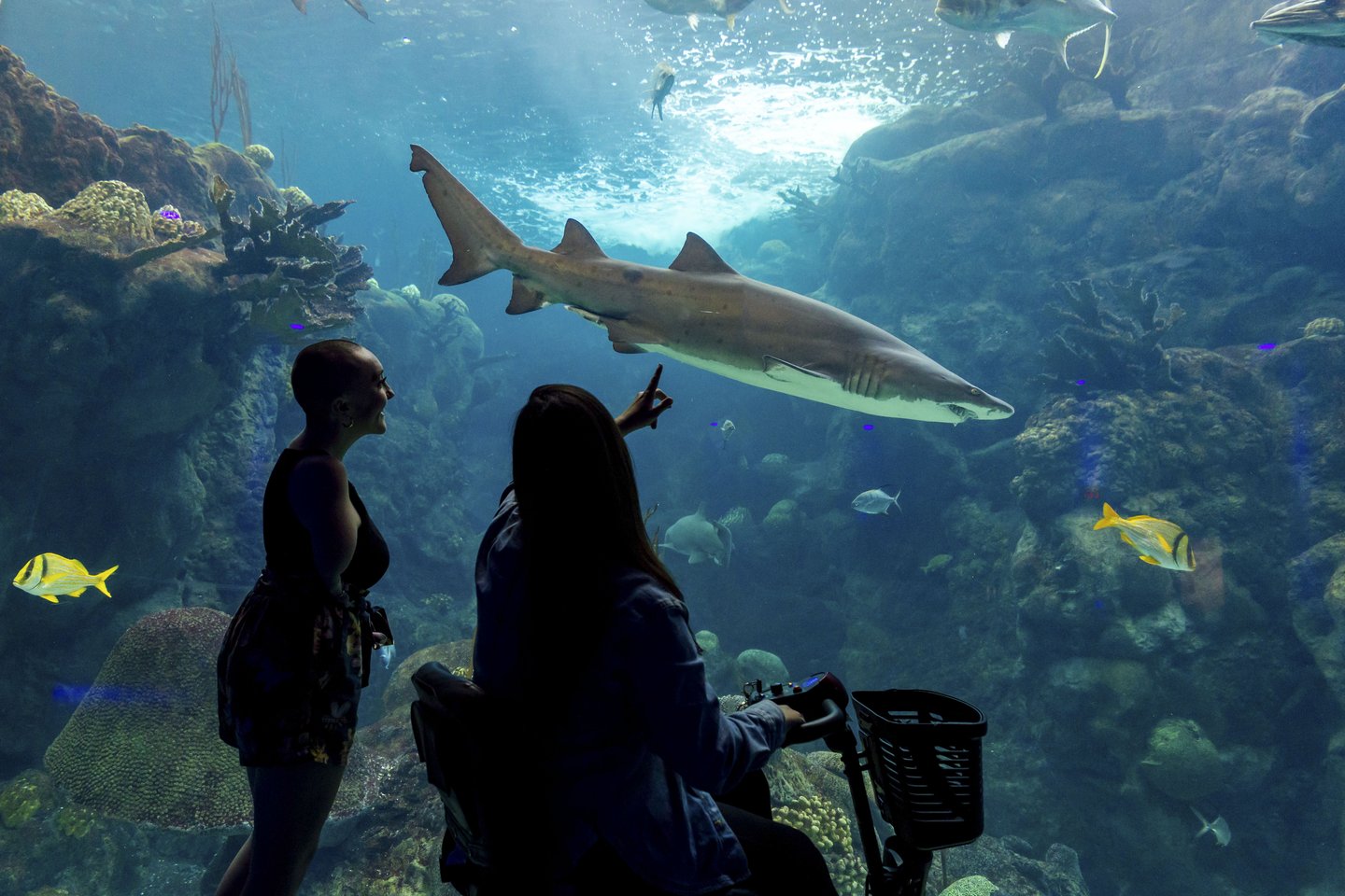 Two of Visit Tampa Bay's disability ambassadors, Emily Rowley and Chelsea Bear, visiting The Florida Aquarium