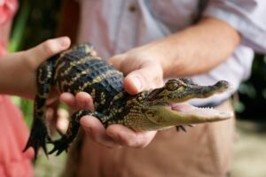 Baby alligator petting at Gaylord Palms Resort and Convention Center 