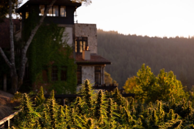 marijuana plants at sugar hill farm in mendocino county, california