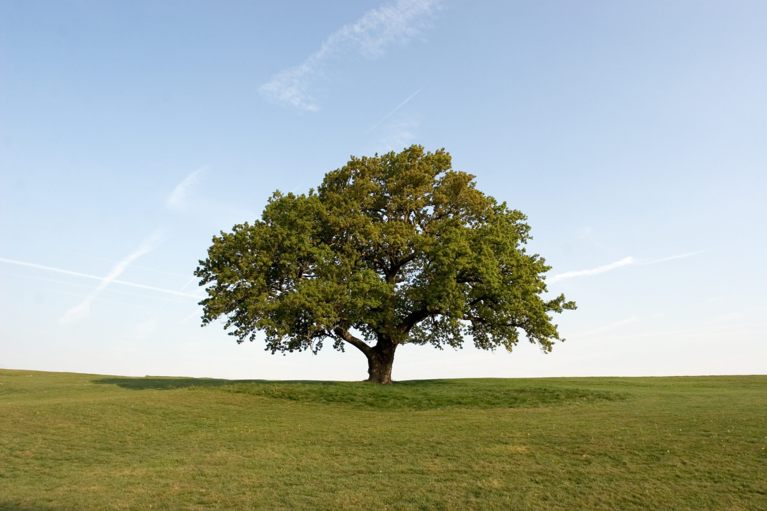 oak tree in a green field