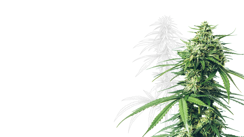 marijuana plant