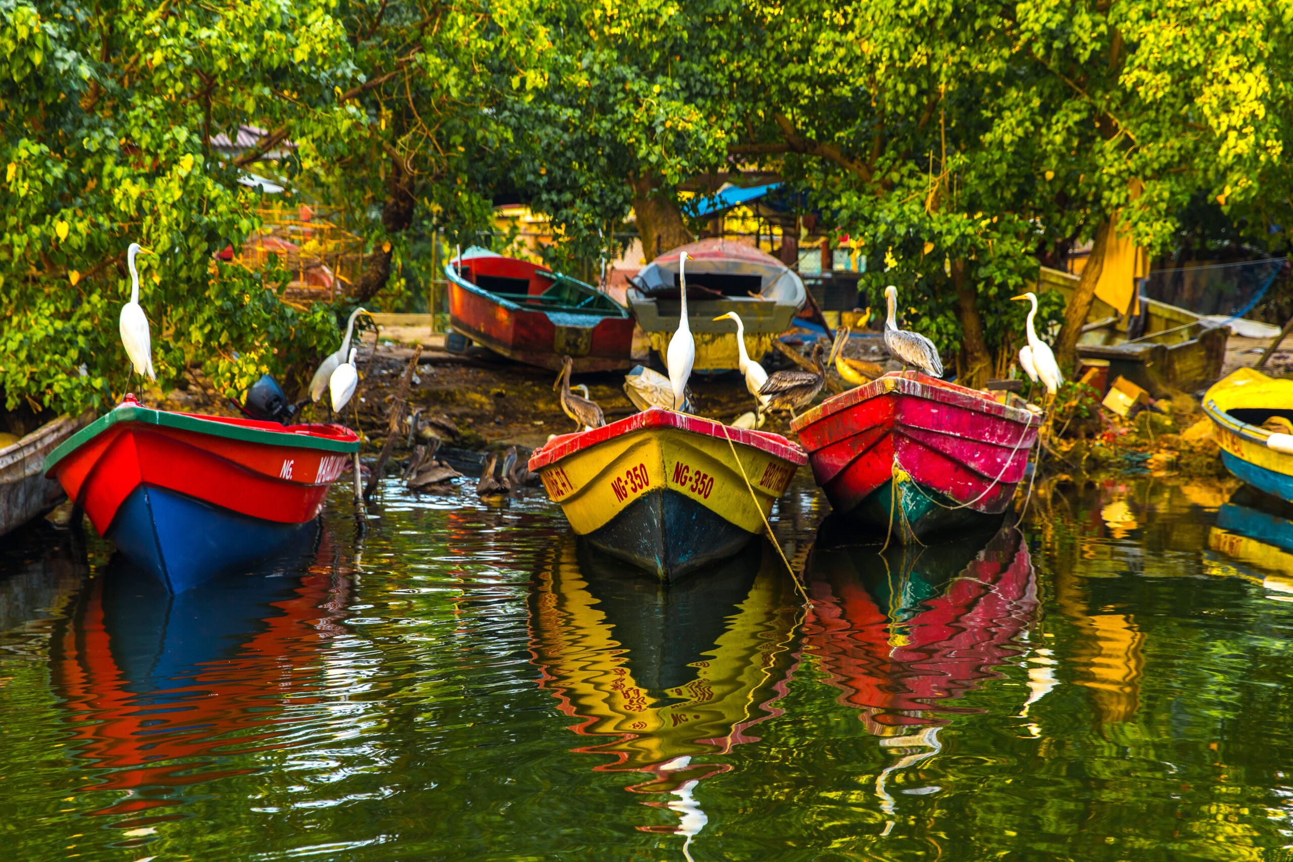 birds sitting atop boats in Negril, Jamaica