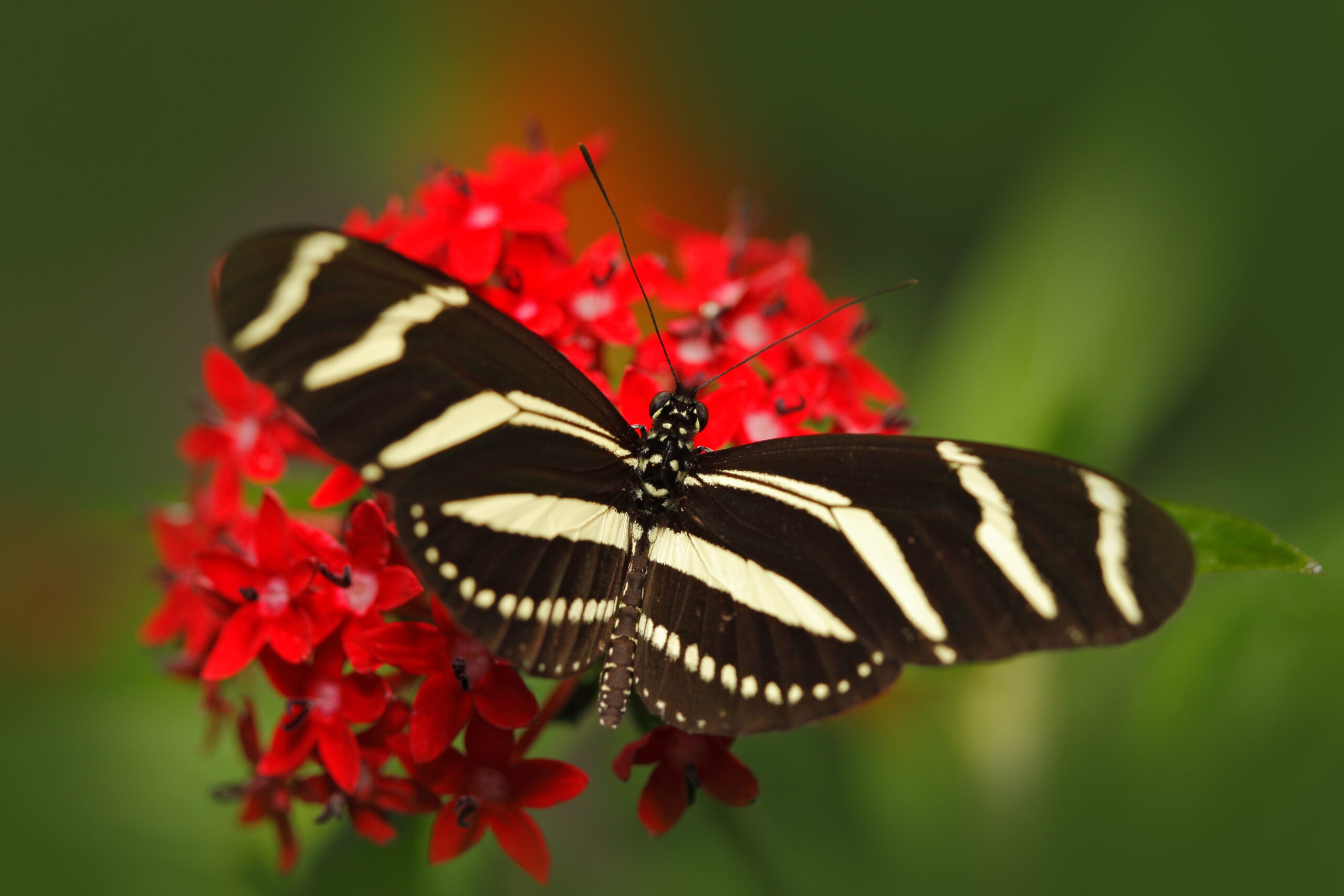 Costa Rica zebra butterfly