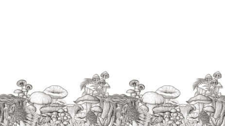 black and white image of mushrooms